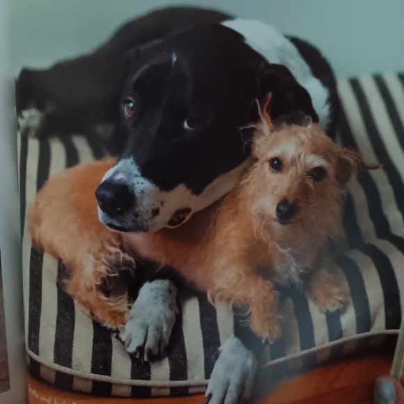 Big Dog, Little Dog Book - Picture 8 of 10